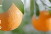 柑橘種植管理技術2021_隘口鎮壩芒村總人口 柑橘種植管理技術2021_隘口鎮壩芒村總人口
