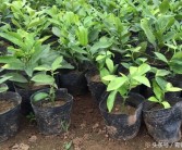 柑橘小拱棚的種植技術_有沒有什么農作物能一畝收益7000元