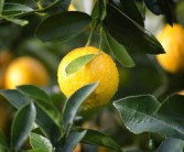 柑桔木虱特效藥高效防治方案及使用技術(shù)權(quán)威解析