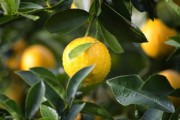 柑桔木虱特效藥高效防治方案及使用技術權威解析