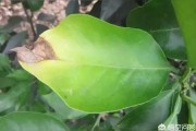 柑橘樹病蟲害防治綠化_柑橘春季清園最好配方 柑橘樹病蟲害防治綠化_柑橘春季清園最好配方