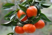 廣西柑橘怎么種植技術_廣西農業種植致富項目