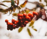 家里種沃柑為什么風水不好（種植沃柑需要注意什么事項）