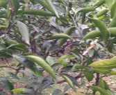 種植柑橘修剪枝技術視頻_在農村有什么上墳的說法和講究呢