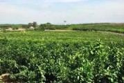 沼渣種柑橘種植技術(shù)_在溫室大棚里種植什么東西最賺錢