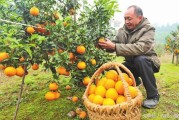 柑橘種植與施肥技術_桔子樹施什么肥最好 柑橘種植與施肥技術_桔子樹施什么肥最好