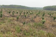 柑橘果苗種植技術_如何給柑橘樹施肥
