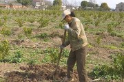 柑橘果樹種植管理技術視頻_怎樣讓柑橘二年樹夏季放二次梢