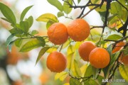 柑橘10大病蟲害防治技術_紅蜘蛛的防治要點有哪些 柑橘10大病蟲害防治技術_紅蜘蛛的防治要點有哪些