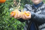 柑橘種植技術教程視頻_柑橘吸果夜蛾怎樣防治 柑橘種植技術教程視頻_柑橘吸果夜蛾怎樣防治