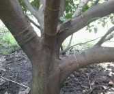 柑橘母枝種植技術_耙耙柑的結果枝主要是秋梢嗎