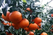 愛媛柑橘栽培病蟲害_感覺今年的水果類好貴哦