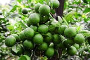 150畝柑橘種植技術(shù)視頻_091無核沃柑畝產(chǎn)多少斤