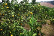 d柑橘栽培及病蟲害防治_35m的規格種植