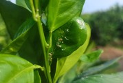 謝后明柑橘種植技術視頻_優質柑橘種植戶怎么銷售才能實現利潤最大化 謝后明柑橘種植技術視頻_優質柑橘種植戶怎么銷售才能實現利潤最大化