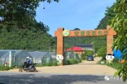 桂林柑橘種植技術_柑橘園種點什么 桂林柑橘種植技術_柑橘園種點什么