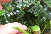 柑橘青蟲病蟲害圖譜與用藥_什么是扁刺蛾 柑橘青蟲病蟲害圖譜與用藥_什么是扁刺蛾