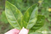 柑橘病蟲害嚴(yán)重的原因是_柑橘用遮陰網(wǎng)都掉果怎么回事
