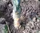 柑橘根腐病如何處理恢復_長壽花黑腐病怎么治