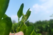 柑橘苗禾種植技術(shù)視頻_可以為家庭增加收入
