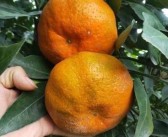 蜜橘和蜜桔哪個好吃（蜜橘與蜜桔是一個意思?）