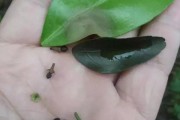 小柑橘種植管理技術_防止果樹在冬天出現凍害的方法有哪些
