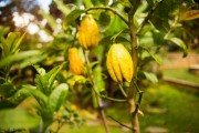 盆栽柑橘種植技術與管理_盆栽柑橘的養殖方法