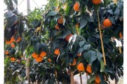 紅美人柑橘種植栽培技術_紅美人柑橘苗最佳什么時候種植