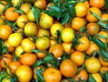 柑橘種植技術水肥管理（柑桔專用肥系列）