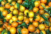 柑橘種植技術水肥管理（柑桔專用肥系列）
