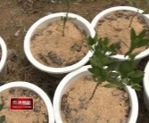 陽臺柑橘樹種植技術_甜甘桔的腌制方法