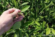 特早大分一號(hào)柑橘_特早陽(yáng)光1號(hào)柑橘品種 特早大分一號(hào)柑橘_特早陽(yáng)光1號(hào)柑橘品種