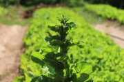 沃柑實生苗幾年結果?種植周期與影響因素深度解析 沃柑實生苗幾年結果?種植周期與影響因素深度解析