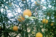 山西柑橘大棚種植技術與管理_當前菜市豬肉持續高漲的原因是什么