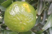 柑橘果期病蟲害防治技術_柑橘樹新梢生長期