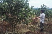 黃巖蜜桔什么時(shí)候種植（黃巖蜜桔什么時(shí)候種植最好）
