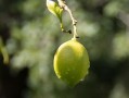 正宗四川柑桔樹苗：優質高產良種，產地直供，成活率高保障