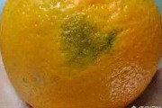 柑橘動力蓋膜種植技術_小柑橘樹薄膜蓋樹根嗎