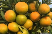 柑橘種植技術秋季_丑美人柑橘種植方法