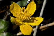 金桔花怎么養(yǎng)家庭養(yǎng)法（金桔花好養(yǎng)嗎?）