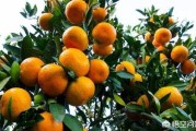 十一畝柑橘種植技術_它還能撐起廣西柑橘業