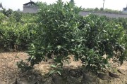 柑橘冬季病蟲害如何防治_柑橘果園青苔防治得重視