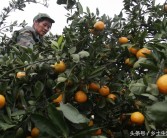 柑橘樹病蟲害12個月管理_柑橘的現蕾期開花前的管理工作