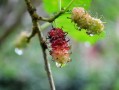 脆蜜金桔種植技術全年管理關系（脆蜜金桔價錢多少一斤）