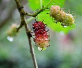 脆蜜金桔種植技術全年管理關系（脆蜜金桔價錢多少一斤）