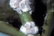 柑橘病蟲害噴什么藥好_橘果每年開花結果用什么藥噴