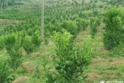 柑橘優(yōu)質(zhì)豐產(chǎn)栽培與病蟲害_柑橘膨大打什么藥好