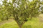 柑橘種植修剪技術(shù)圖解_耙耙柑冬季幾月修剪比較好