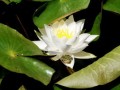 沃柑貢柑哪個(gè)產(chǎn)量高（沃柑 貢柑）