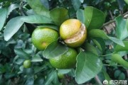 饒平柑橘的病蟲害預(yù)防_柚子的主要產(chǎn)區(qū)在哪兒